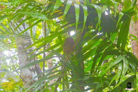 JaVaMay Travel Series: Bohol, Philippines