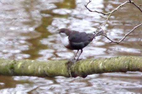 dippers at pool corner