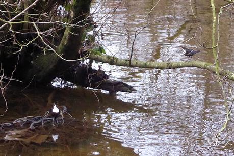 dippers at pool corner