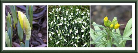 daff, snowdrop and wallflower