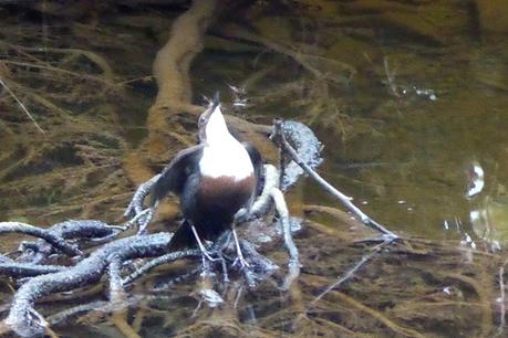 dippers at pool corner