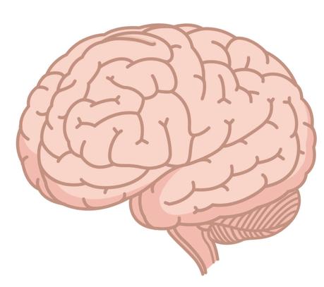 #3 Low-Carb Fear: Does the Brain Need Carbs?