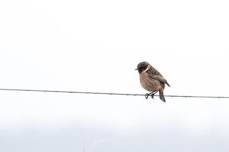 Male Stonechat on wire fence