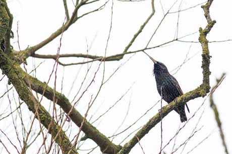 Starling