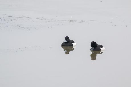 Male Tufted duck