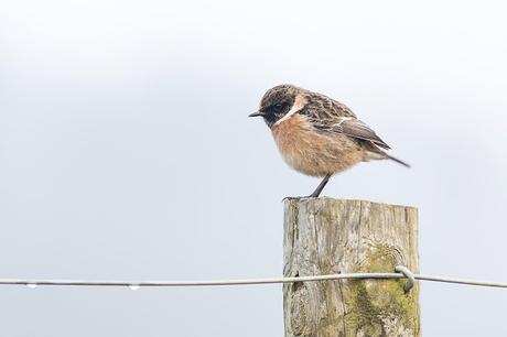 Close Male Stonechat