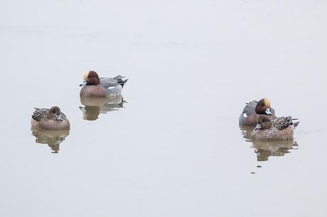 More Wigeon 