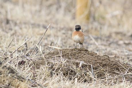 Male Stonechat on the ground