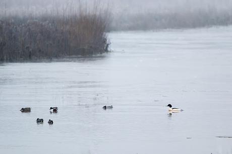 Goosander, Shoveler and Teal