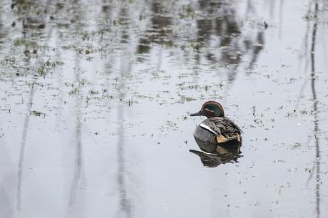 Eurasian Teal