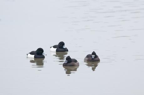 Tufted Duck