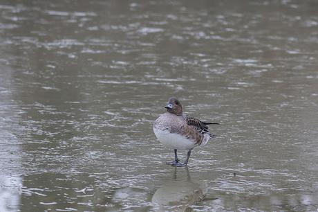 Female Wigeon stood on ice