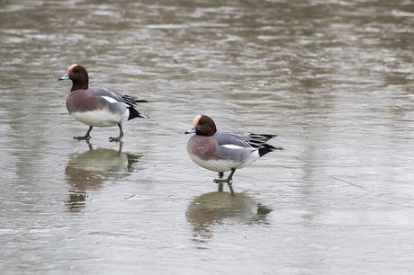 Male Wigeon walking on ice