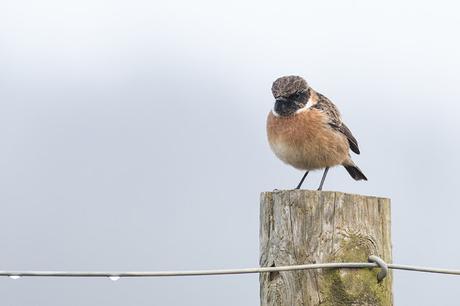 Close Male Stonechat