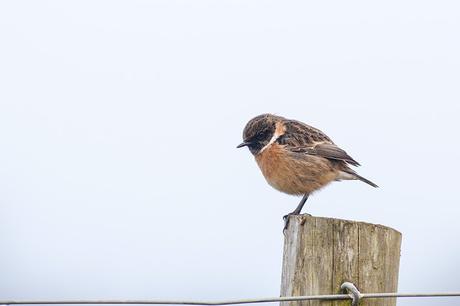 Close Male Stonechat