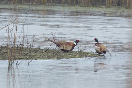 Pheasants preparing to fight (they never did though)