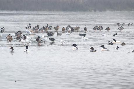 7 Goosander in amongst the other duck and gulls.