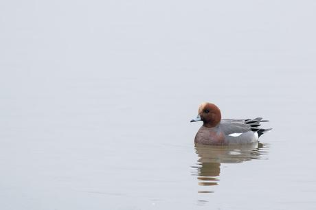 Male Wigeon