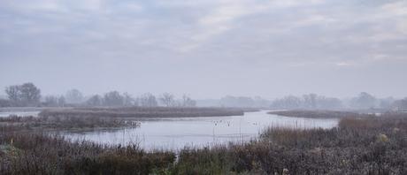 misty, wintry view over Floodplain Forest Nature Reserve.