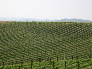 endless_vineyards_1