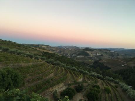 Guest Wine Writer Series | № 11 | Susannah Gold | Falling in Love with The Douro