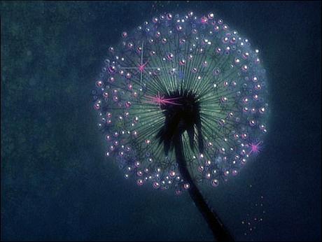 dandilion