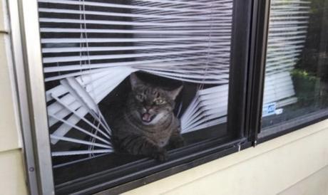 Cat Who Hates Blinds