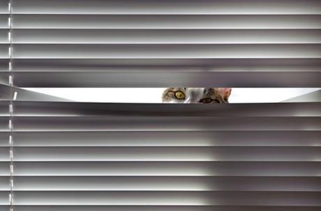 Cat Who Hates Blinds