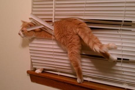 Top 10 Tangled Up Cats Who Hate Blinds