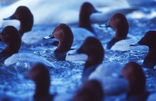 Gulls, mink and nutrients implicated in pochard decline