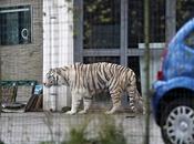 Tiger Prowl Roads Aborgines Taken Exhibits Human