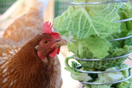 Feathers and Beaky Expandable Veg Holder Product Review
