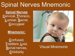 Spinal Nerves Visual Mnemonic List