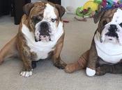 Introducing Cuddle Clones