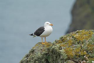 Gull decline on Scottish island linked to decline in fishing discards