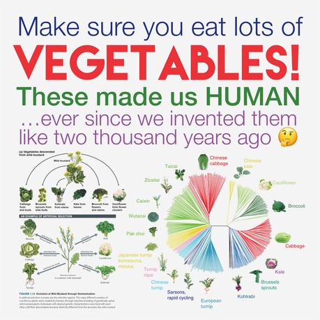 Modern Vegetables – The Result of Artificial Selection