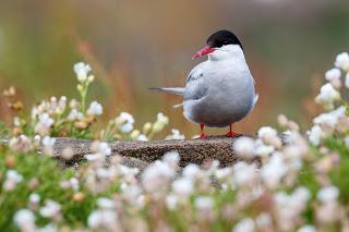 SNH announce Isle of May photo competition winners