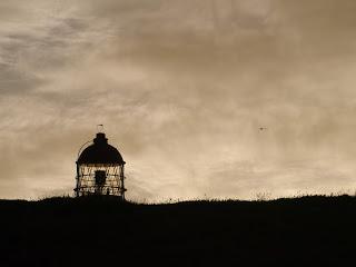 SNH announce Isle of May photo competition winners