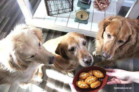 golden retriever dogs with healthy dog treats for game day