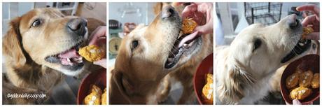 golden retriever dogs eating healthy treats on Super Bowl Sunday