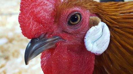 Lesson 1501 – Chicken Photos from the Northeastern Poultry Congress