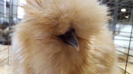 Lesson 1501 – Chicken Photos from the Northeastern Poultry Congress