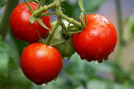 My #MeatlessMonth: How to decrease your #emissions through #diet - #ClimateChange