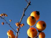 November With Crab Apples