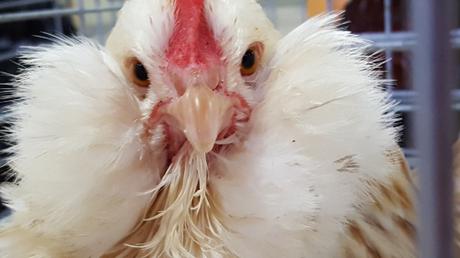 Lesson 1502 – More Chicken Photos from the Northeastern Poultry Congress