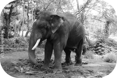 love for elephants - old elephant dies at Sakrebailu