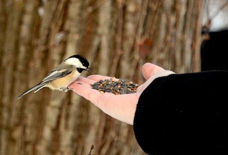 Hand Feeding Wild Birds