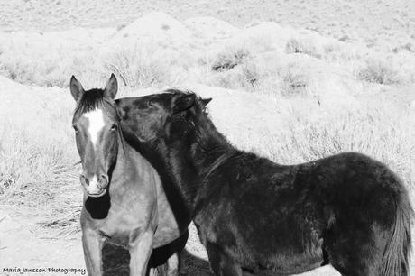 Wild Horse Country mf2-1