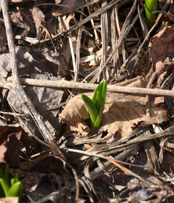 Green Optimists