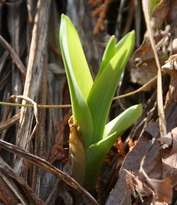 Green Optimists